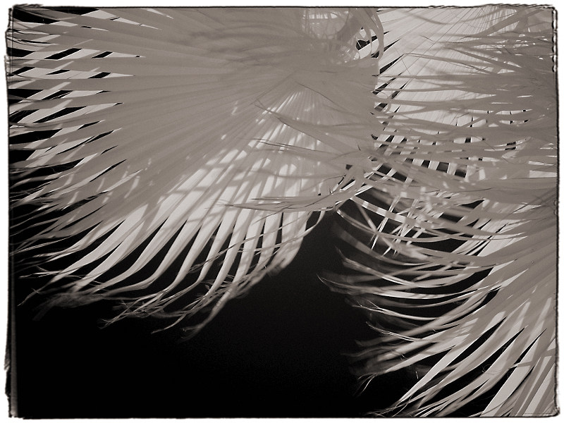 Palms 1 Infrared in the Mojave Desert, CA � Dave Hickey